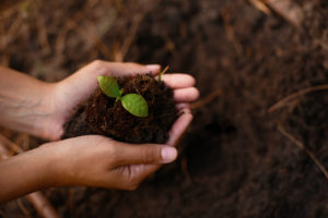 Closeup of two hands holding a sapling over a plot of soil.